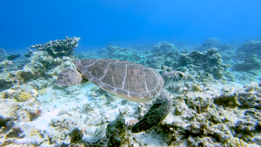 WILDAID - Sea Turtle Facts for Social Media Posting